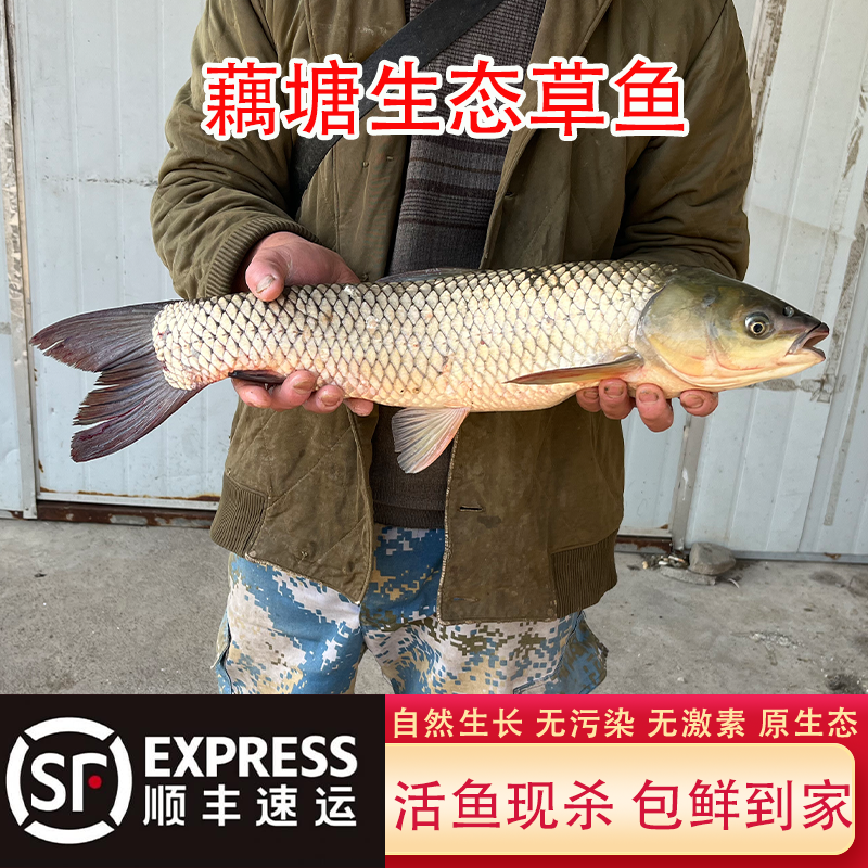 顺丰包邮湖北原生态新鲜大草鱼自然生长厚子鱼皖鱼活鱼现杀现发,水产肉类/新鲜蔬果/熟食,淡水鱼类,淘宝优惠券,粉丝福利购,淘宝优惠卷