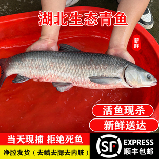 原生态螺蛳青新鲜青鱼特大乌青现杀湖北特产螺丝大青鱼淡水鱼