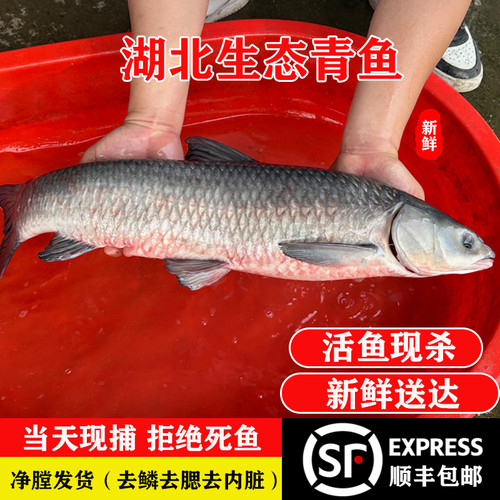 顺丰原生态螺蛳青鱼湖北特产