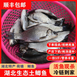 湖北原生态新鲜活鱼现杀荷塘土鲫鱼产妇月子滋补炖汤下奶顺丰