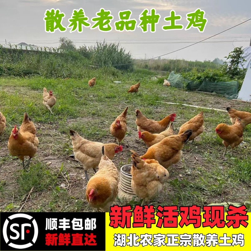 顺丰新鲜现杀农家土鸡老母鸡