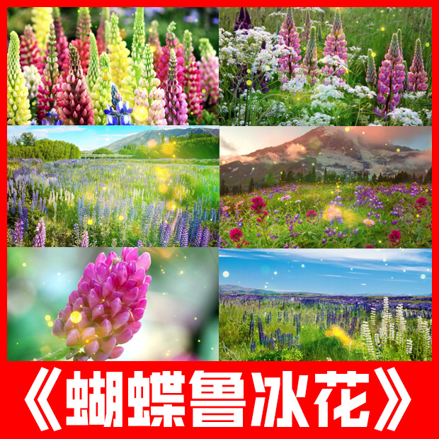 蝴蝶鲁冰花歌曲儿歌六一母亲节日母爱舞台led大屏幕视频背景素材