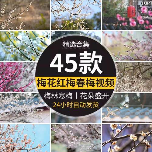 红梅花园梅林寒梅开放春梅腊梅花朵绽放特写高清实拍led视频素材