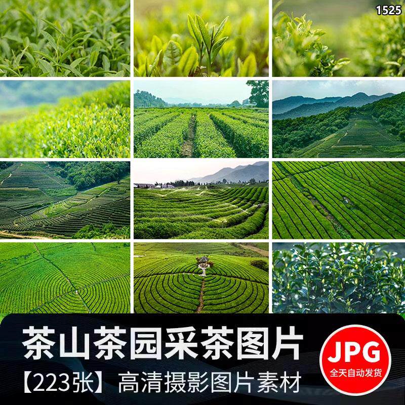 高清实拍摄茶园茶山上茶叶茶树绿茶采茶梯田茶场田园自然风景图片