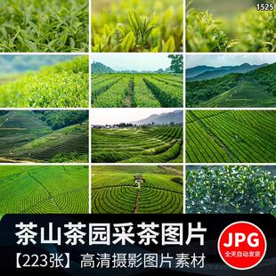 高清实拍摄茶园茶山上茶叶茶树绿茶采茶梯田茶场田园自然风景图片