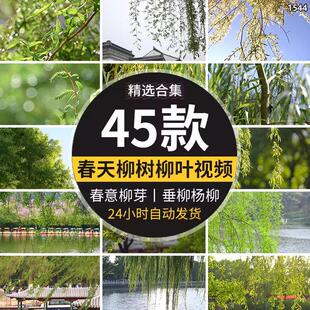 清新绿色柳树春风春天春季春色初春意河边垂柳杨柳实拍短视频素材