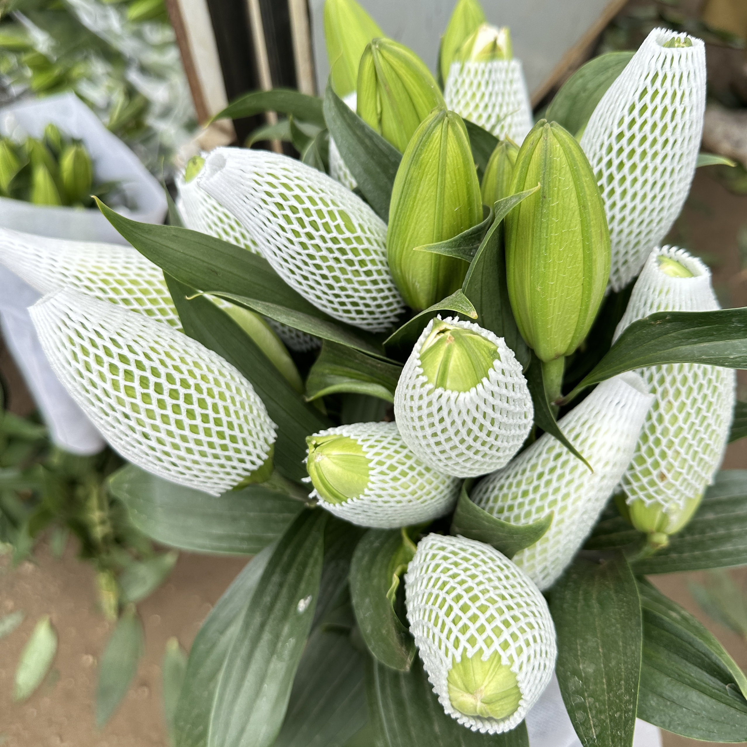 3百合鲜花云南昆明重瓣百合"爱莎"室内花瓶插花水养鲜切花