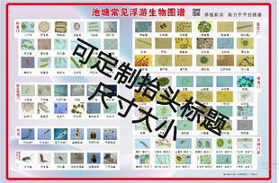 定制淡水藻类寄生虫小龙虾挂图谱水产养殖浮游动植物高清鱼疾病