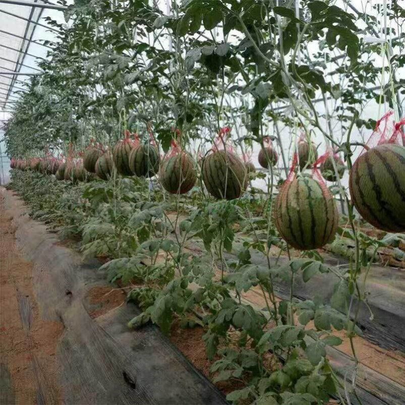 塑料农用哈密瓜网兜包邮