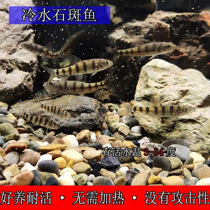 原生态冷水观赏光唇鱼淡水溪流鱼