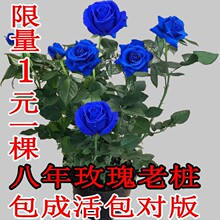 开花易成活 蔷薇四季 玫瑰花苗正宗盆栽15元 3棵5年浓香观花植物月季