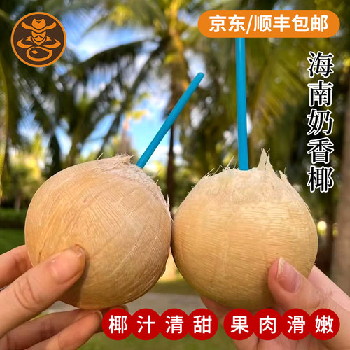 海南三亚老树采摘新鲜老椰奶香椰