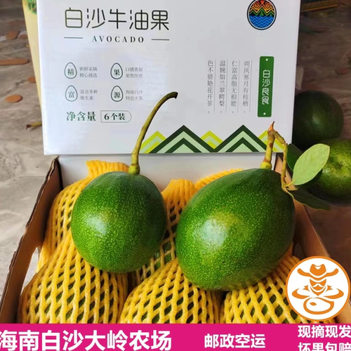 海南白沙牛油果桂颜粉糯特大果