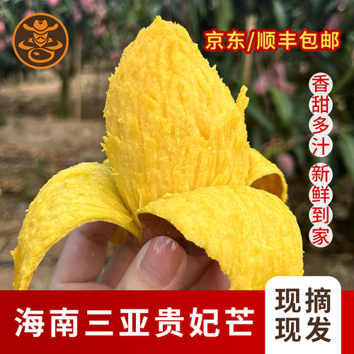 海南三亚树上熟贵妃芒果红金龙新鲜应季热带水果五斤多汁礼盒装
