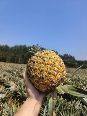 海南芒果凤梨23号芒果香凤梨新鲜水果小菠萝孕妇水果顺丰