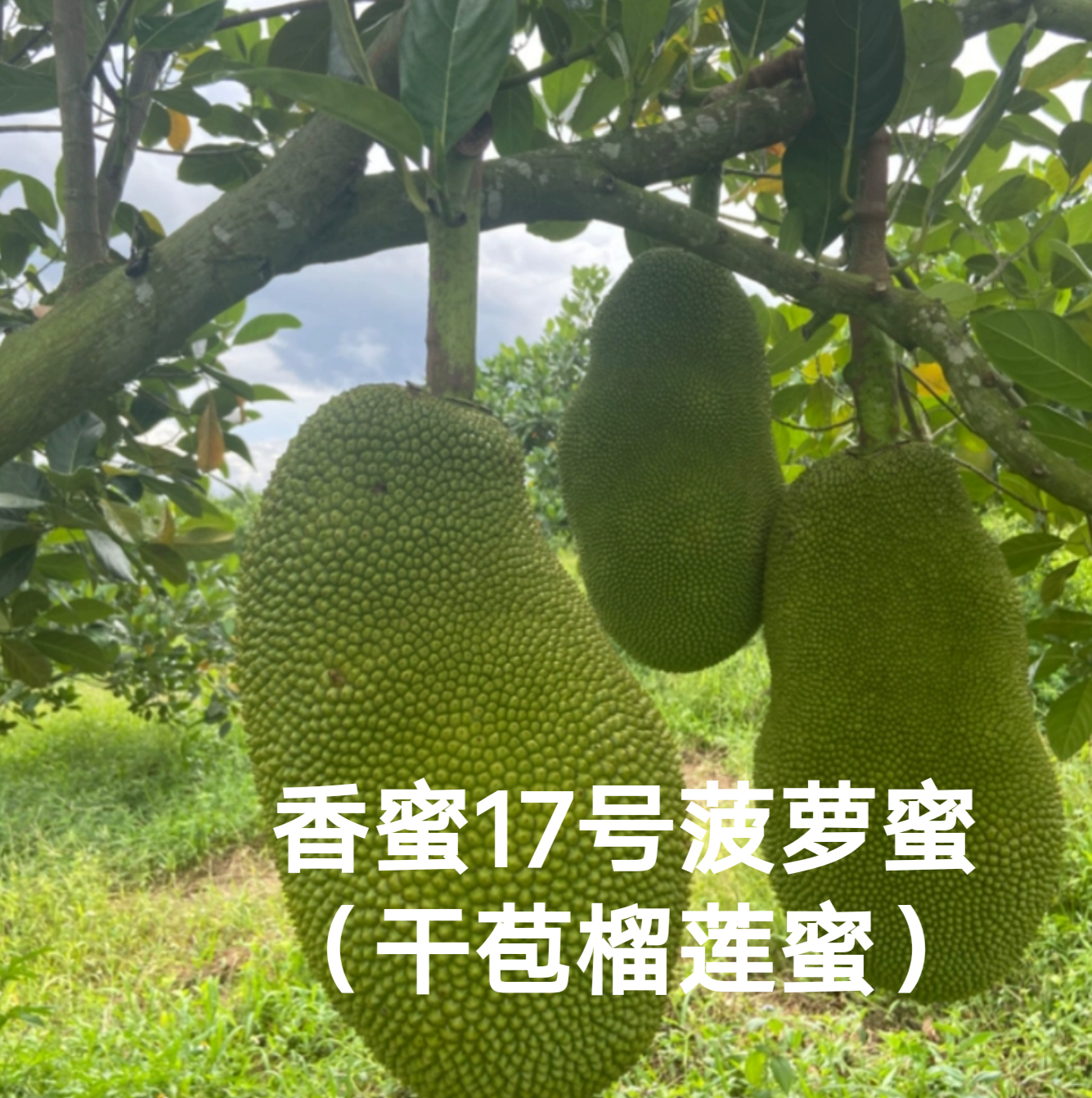 海南定安特产香蜜17号红肉干苞榴莲蜜菠萝蜜浓香型新鲜水果顺丰