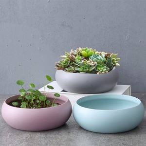 水仙紫色价格 水仙紫色图片 星期三