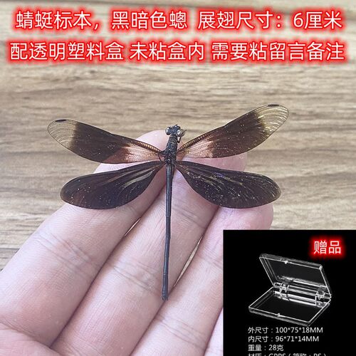 真蝴蝶标本蜻蜓标本真昆虫天堂已展翅盒装儿童礼物手工教学可取出