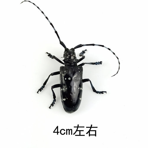 昆虫蝴蝶标本真虫动物锹甲虫天牛教学教育拍照道具原虫满20元包邮