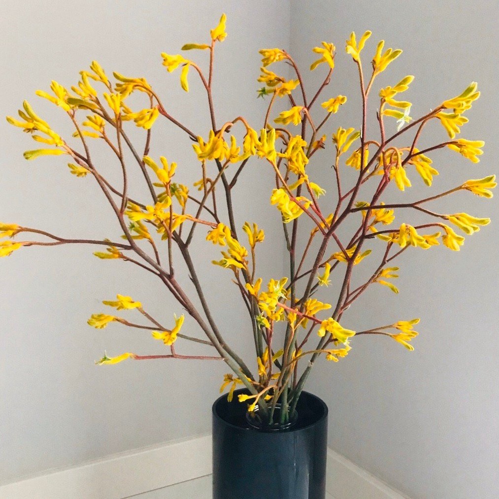 德国金云龙柳树新鲜枝条袋鼠爪鲜花材干鲜切花枝水养插花进口水培