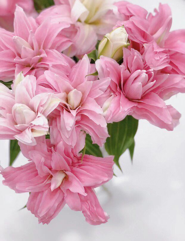 粉蝶甜心魔法海星公主雪白紫莲花雅致星光香水重瓣百合新鲜切花