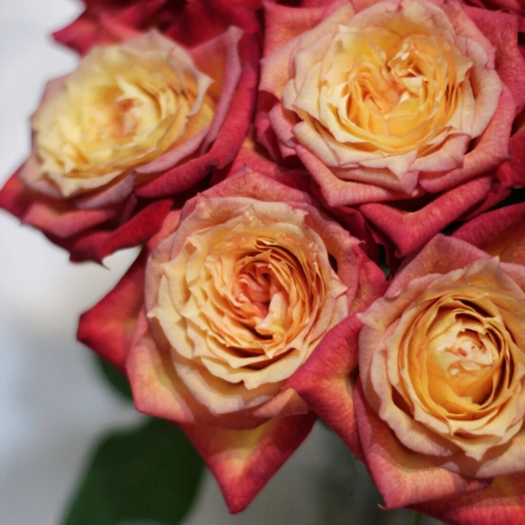 迪瑞特香水宝塔诺斯沃德橘子汽水拾季华灯奥斯汀玫瑰插新鲜切花