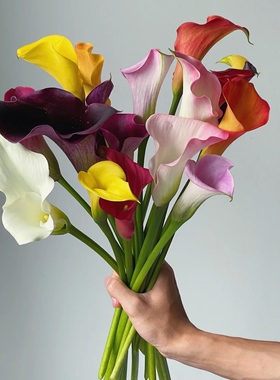 进口马蹄莲花新鲜花卉鲜切花材包邮云南昆明暗黑色系紫色白色海芋