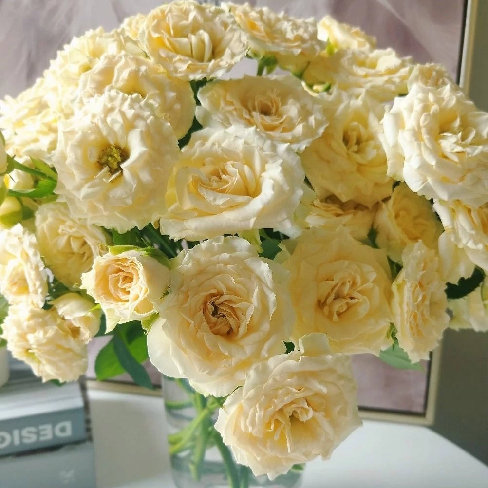 钻石雨甜心和风方德欣怡桃花笺爱丽丝帕尔马多头玫瑰泡泡新鲜切花