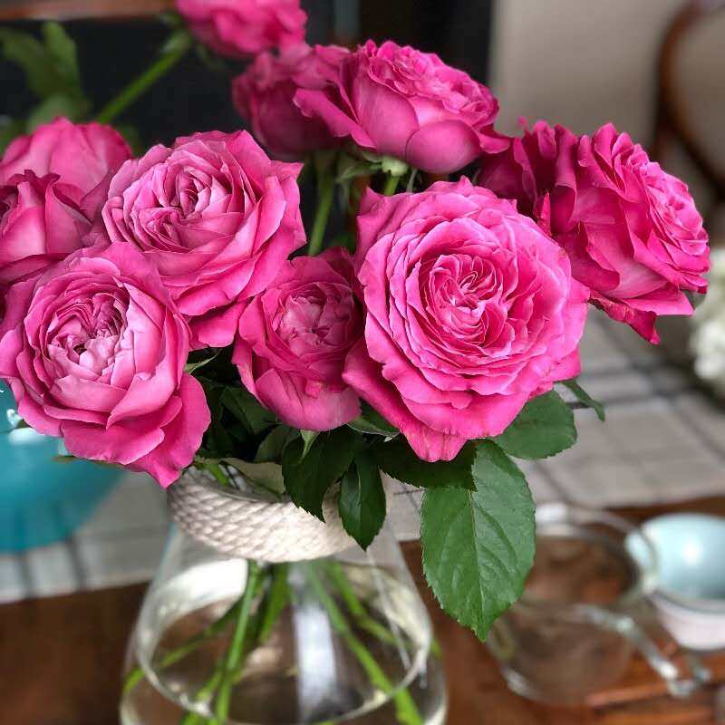 甜蜜爱艾莎长相思守玫瑰新鲜切花飞翔高胜百利信小可爱泡泡帆船会