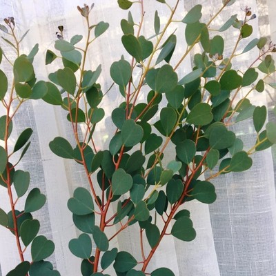 茴香绿珊瑚粉色龙眼花爱心形型三角尤加利叶果子插新鲜切花配草