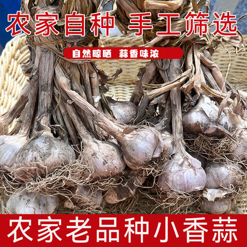 连州星子农家小香蒜正宗广东大蒜紫皮大蒜白衣带杆种植香蒜250g