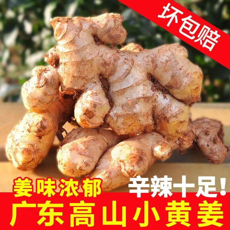连州小黄姜老姜农家辣味十足