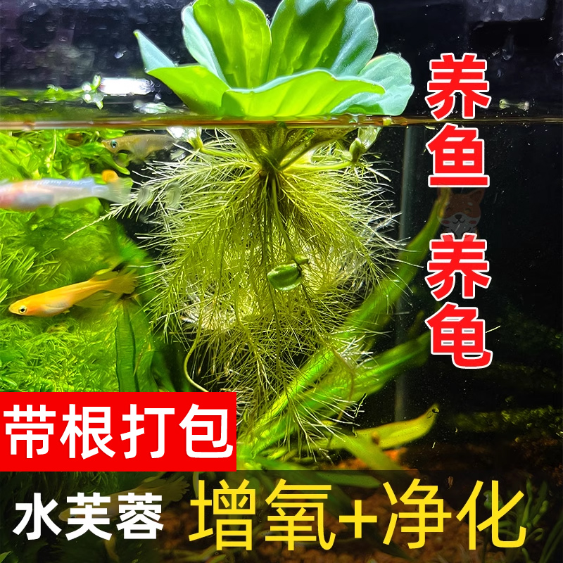 水芙蓉苗水浮莲水培植物水生水培池塘庭院鱼缸造景养殖净化水质