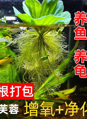 水芙蓉苗水浮莲水培植物水生水培池塘庭院鱼缸造景养殖净化水质