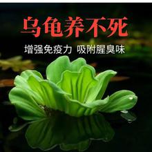 乌龟活物水草植物乌龟专用缸乌龟水草巴西龟龟缸造景净化水质绿植