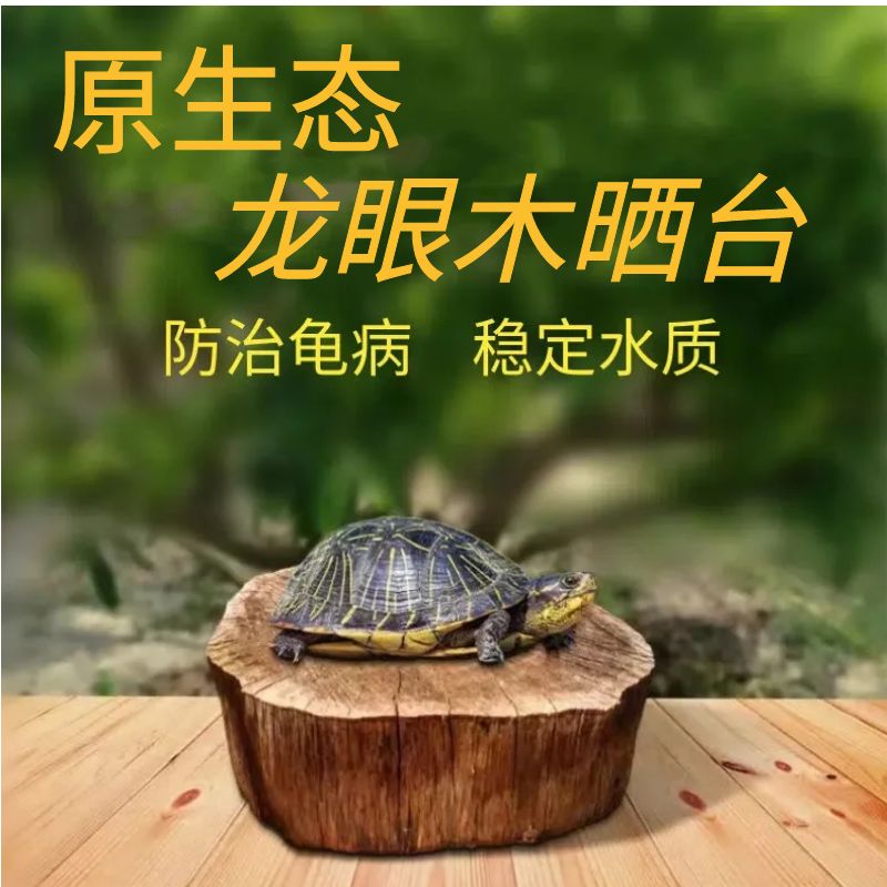 龙眼木生态缸长尾壁虎乌龟晒台