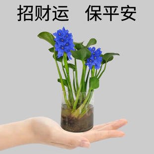 水培植物盆栽室内驱蚊草办公室新房家用吸除甲醛净化空气花卉绿植