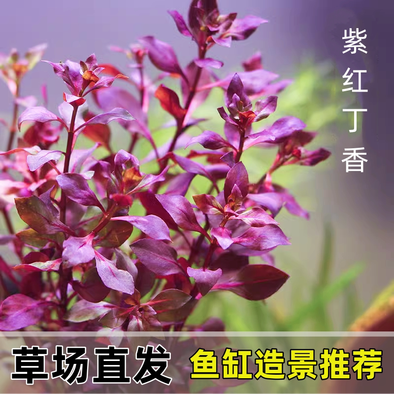 紫红丁香水草红色后景水草植物阴性易养鱼缸草缸造景根茎沉底绿植