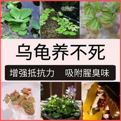 乌龟专用缸生态缸造景水草养龟用品房子小别墅晒台净化水质绿植物