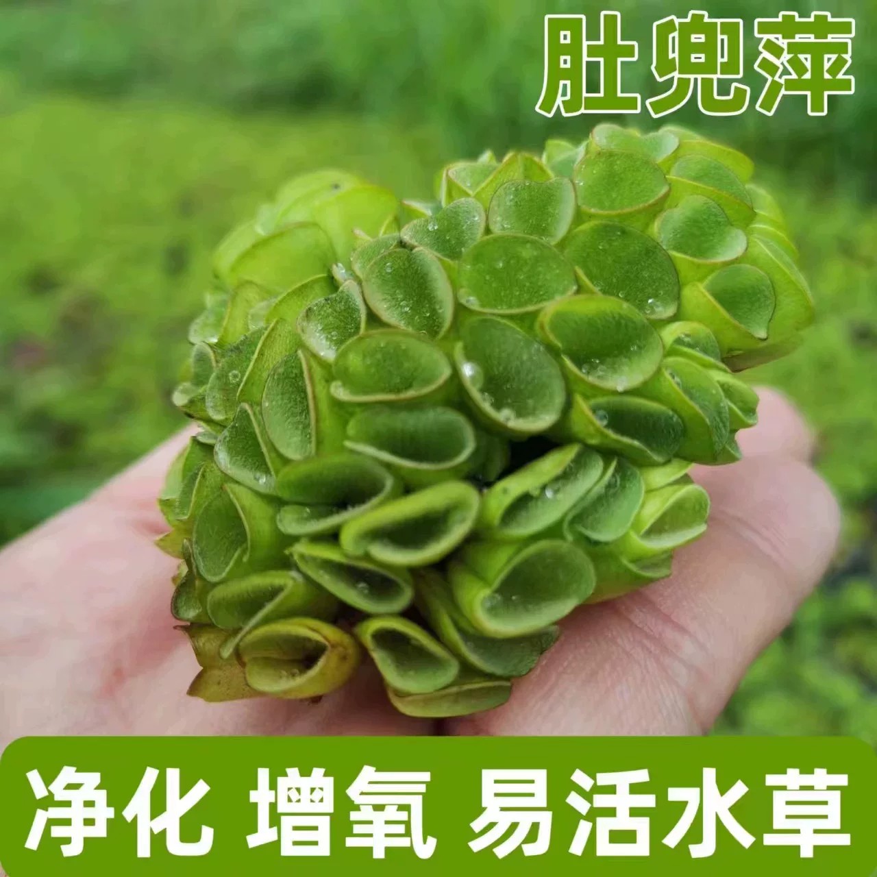 肚兜萍水浮莲水培水养水生植物鱼造景/装饰