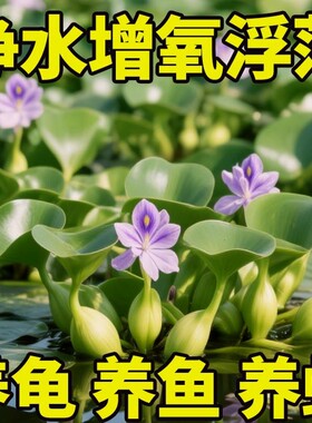 水葫芦水草鱼池造景鱼缸和鱼共养净化水质养鱼养龟水芙蓉浮萍植物