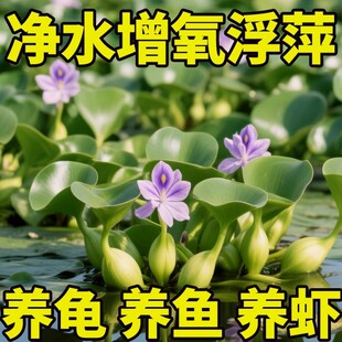 水葫芦水草鱼池造景鱼缸和鱼共养净化水质养鱼养龟水芙蓉浮萍植物