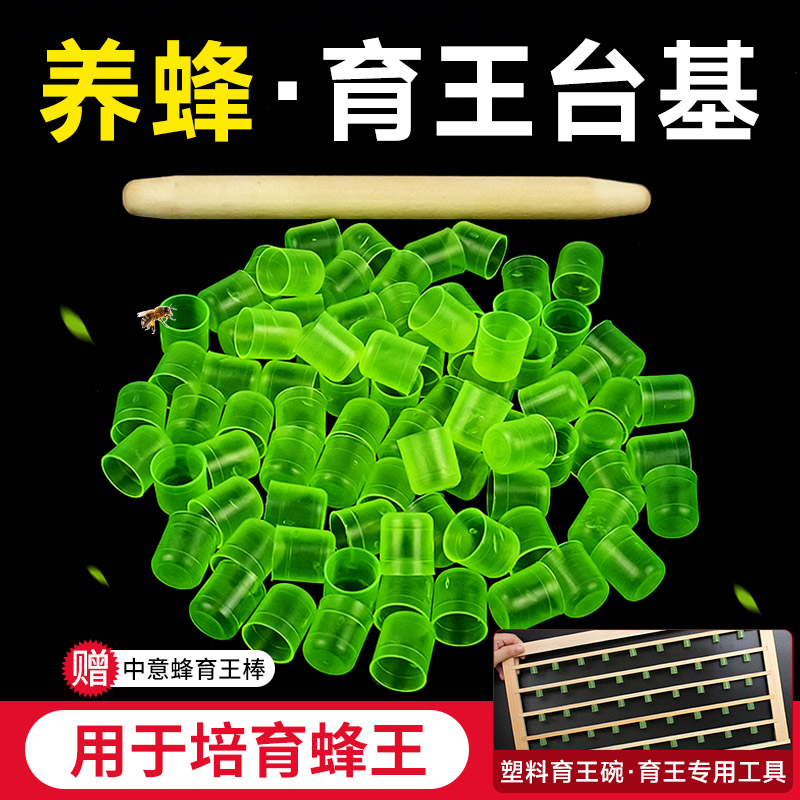 塑料台基人工育王双头中意蜂王