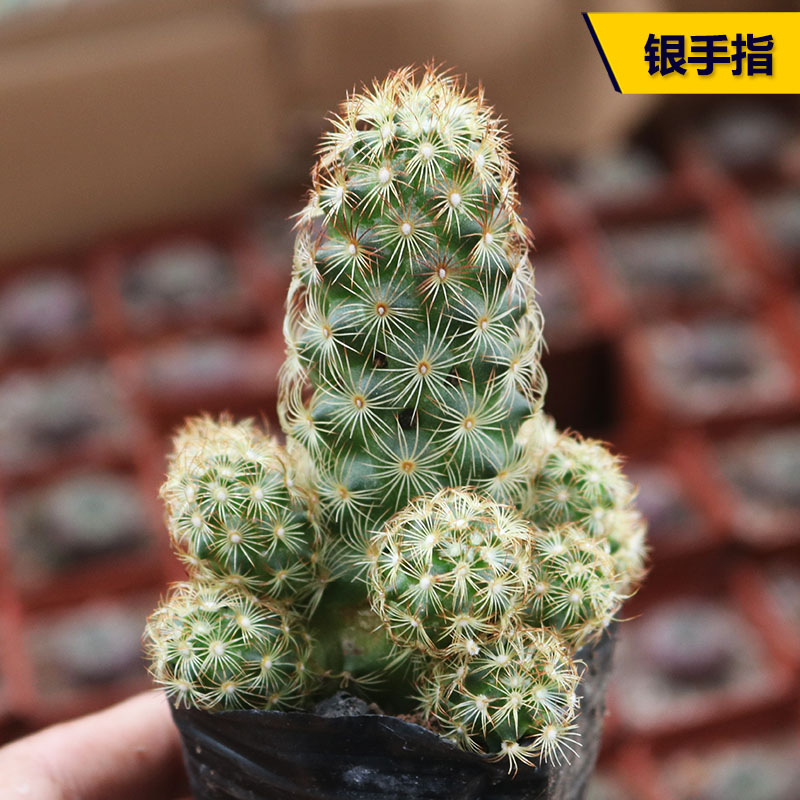 金手指仙人掌多肉植物银手指配盆