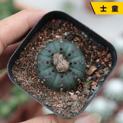 实生开花仙人球好养易度夏