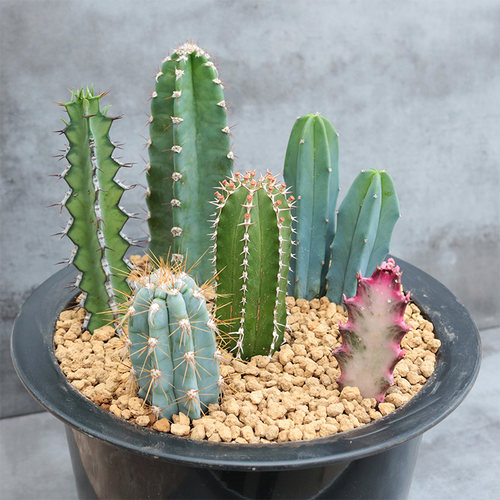 仙人柱组合量天尺办公室