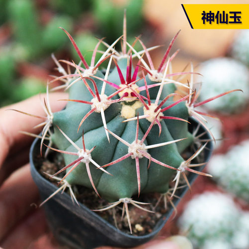 神仙玉仙人球实生开花小盆栽