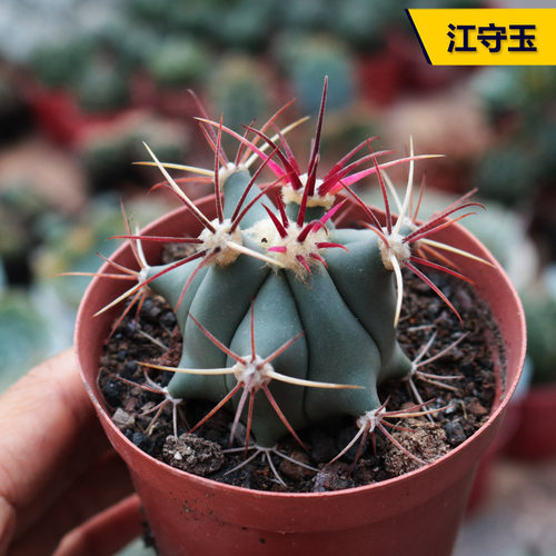 实生龙冠仙人球开花多肉植物