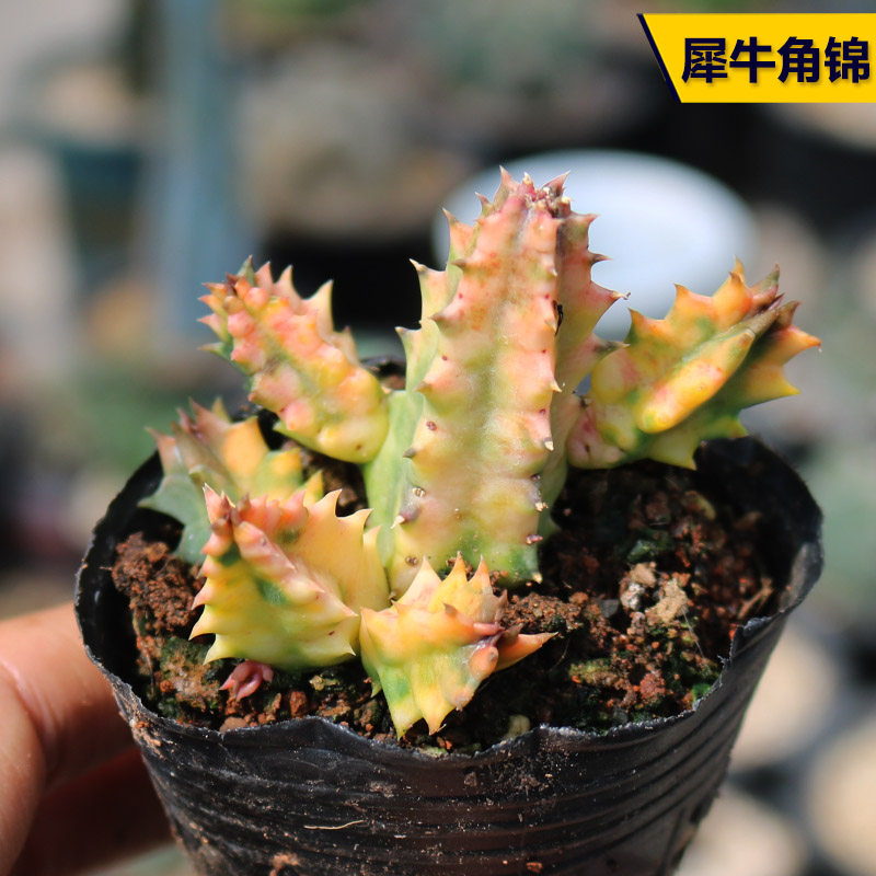 花田舍阳台好养萝藦科美观多肉