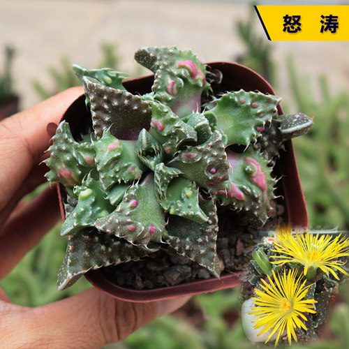 花田舍狂澜怒涛稀有趣味多肉植物